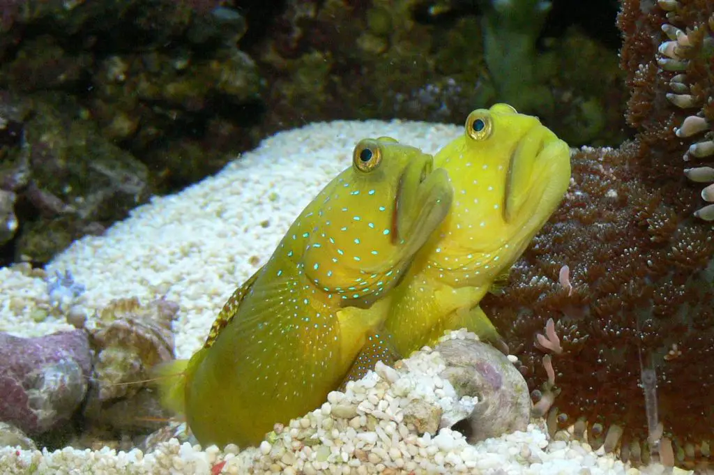 what-is-the-best-sand-sifting-goby-for-your-reef-tank-aquaticstories