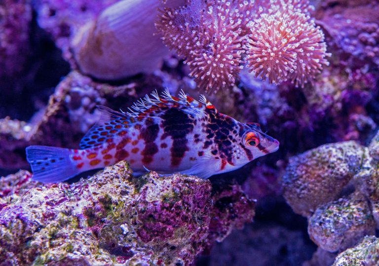 Nano Reef Fish