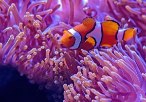 reef safe fish