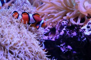saltwater fish for beginners
