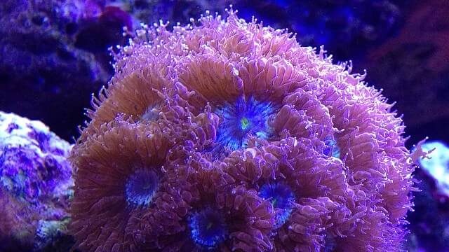 blasto coral