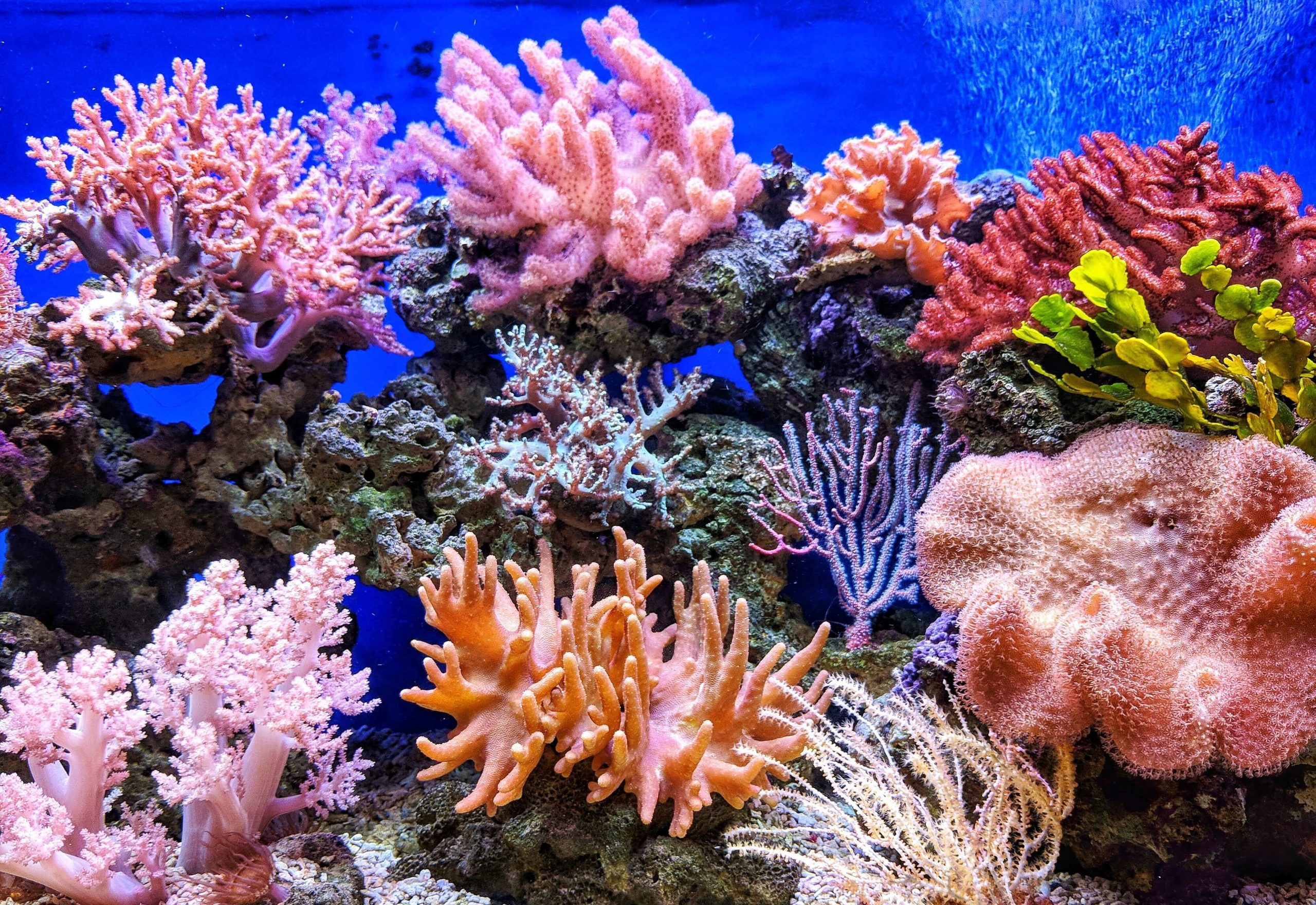 Starburst Polyp 1" King Corals LPS SPS Polyp Acan 