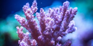 coral coloration
