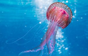 are jellyfish immortal