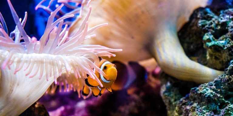 Best Coral for Clownfish