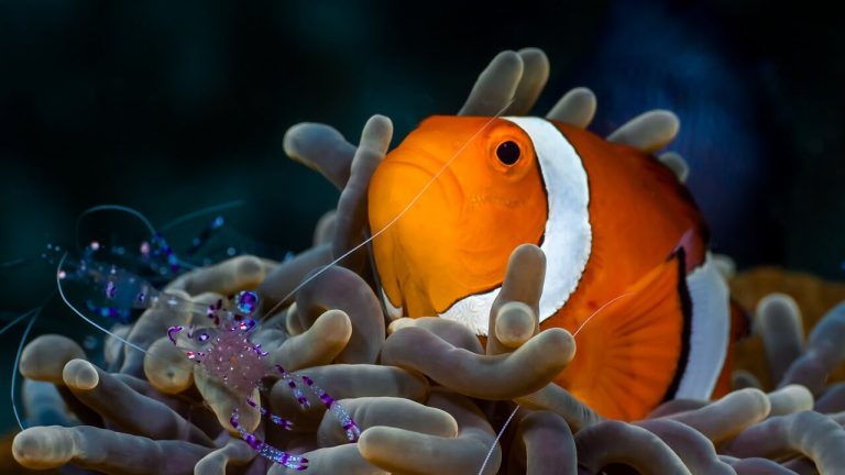 Do Clownfish Need Anemones