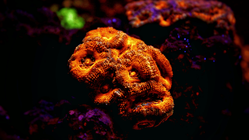 Acan Coral Not Puffing Up