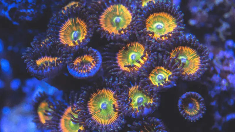 What To Feed Zoanthids