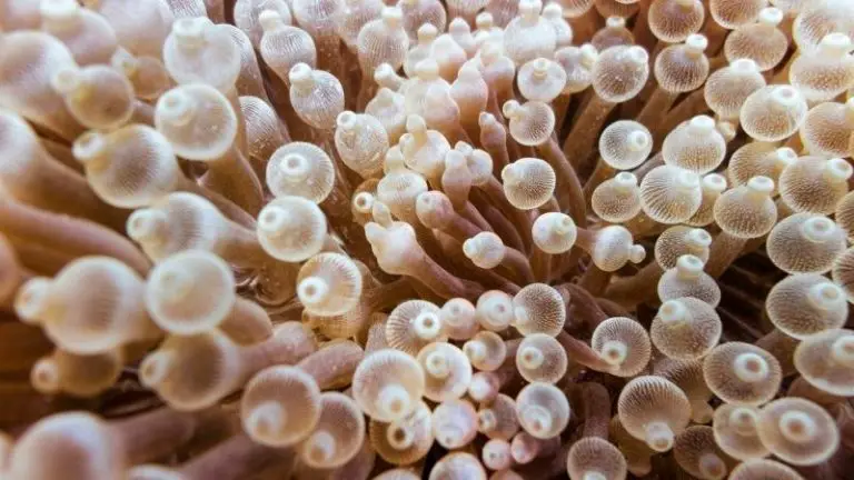 bubble tip anemone splitting