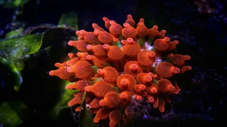 bubble tip anemone water parameters