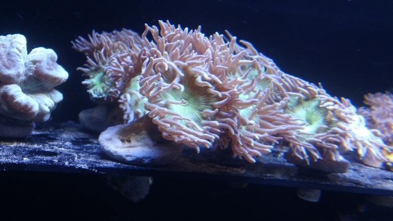 Duncan Coral Growth Rate