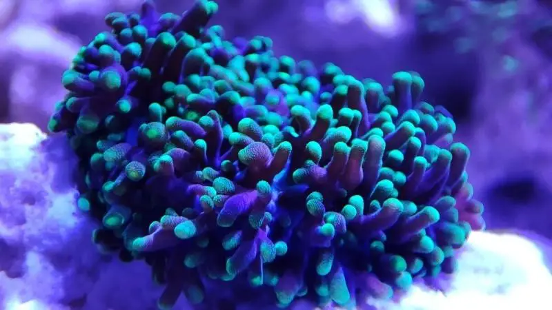 hairy mushroom coral splitting