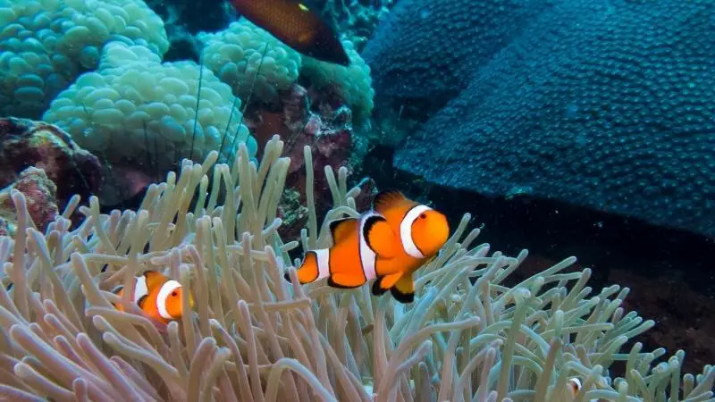 How Old Do Clownfish Have To Be To Breed? - AquaticStories