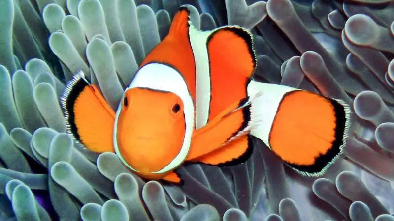 how to set up clownfish tank