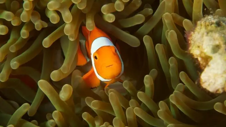 are clownfish good for beginners