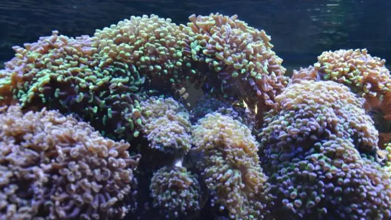 hammer coral dying