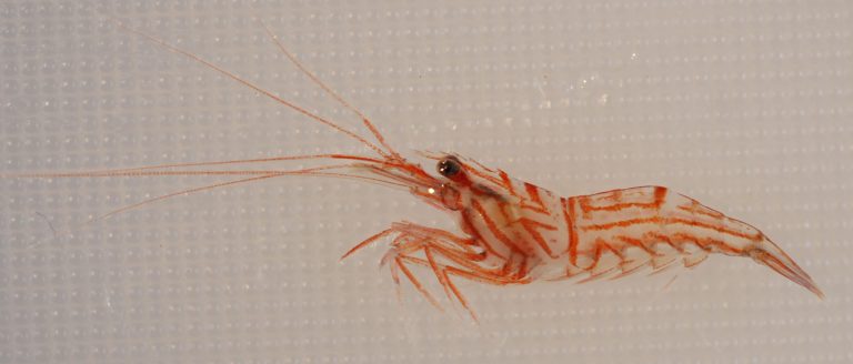 peppermint shrimp disappeared